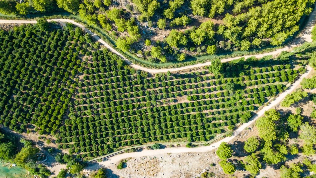 Aerial view of a lush green vineyard with trees and rows of vines