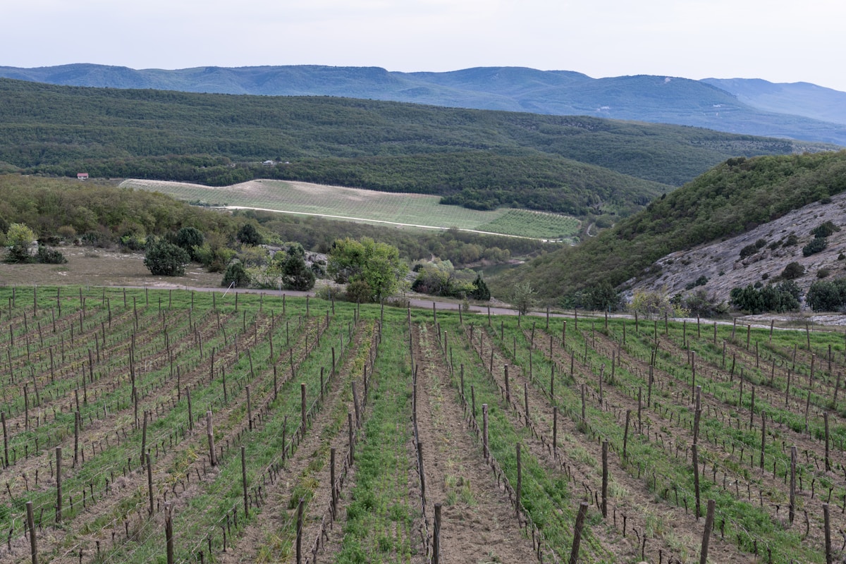 Your Winery Has a Natural Growth Pattern (Are You Fighting It?)