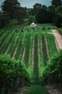 Rows of green grapevines on rolling sustainable hillside vineyard
