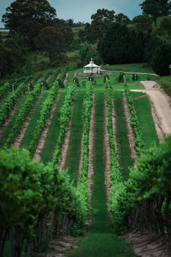 Rows of green grapevines on rolling sustainable hillside vineyard