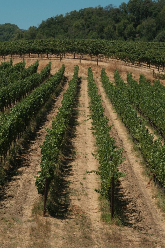 Vineyard rows representing winery succession planning as a brand asset and marketing strategy