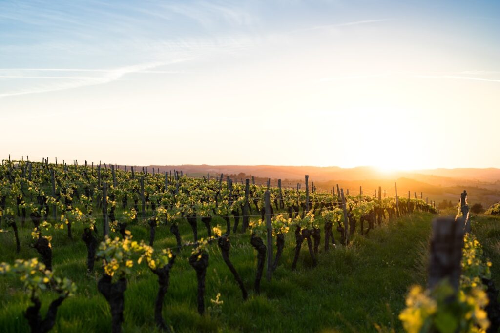 winery vineyard estate sunset