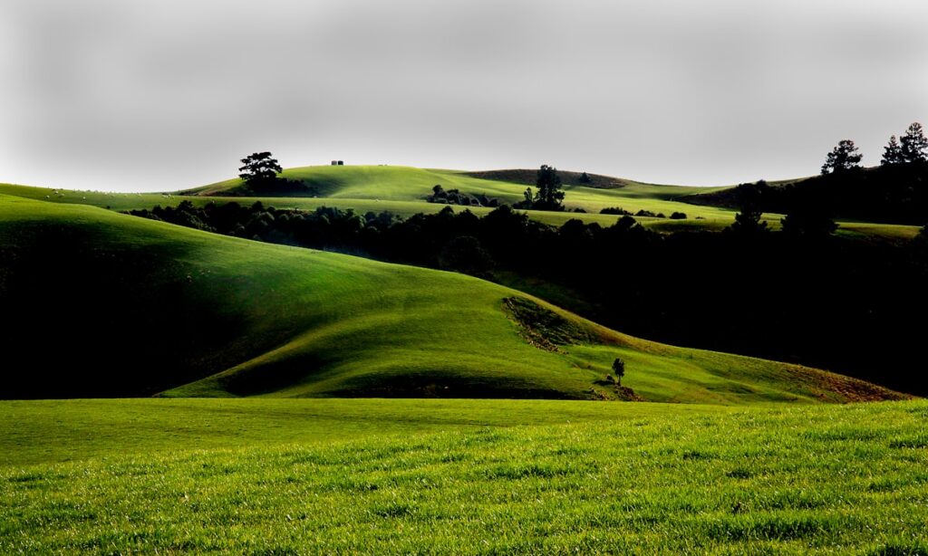 vineyard landscape rolling hills