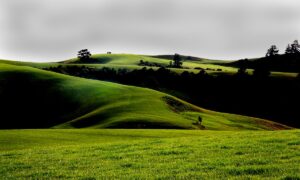 vineyard landscape rolling hills