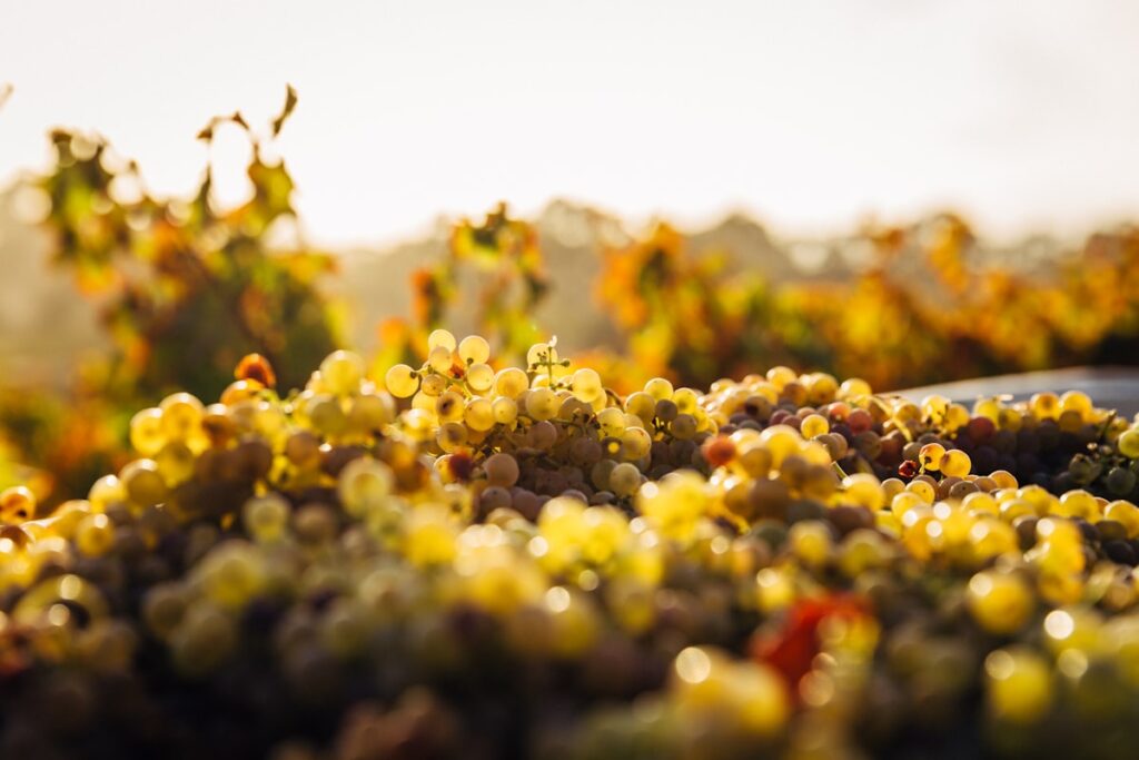 grape harvest vineyard autumn