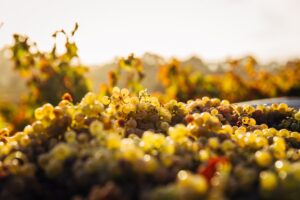 grape harvest vineyard autumn