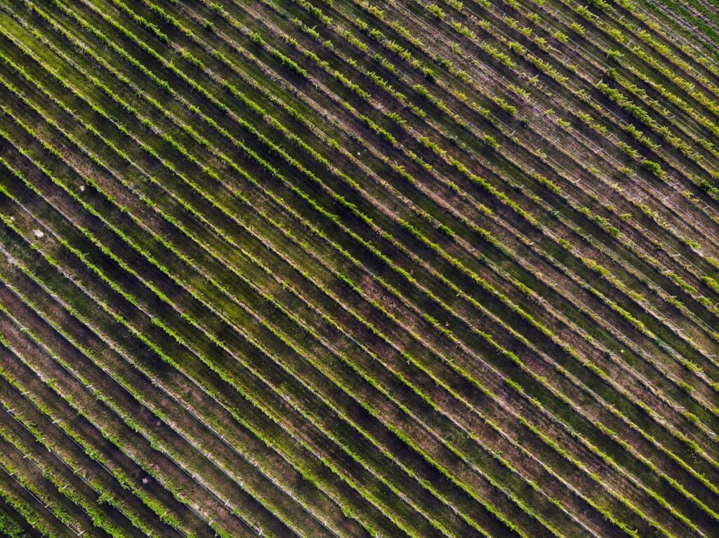 vineyard aerial drone rows