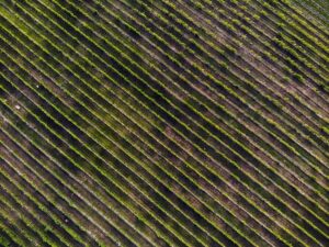vineyard aerial drone rows