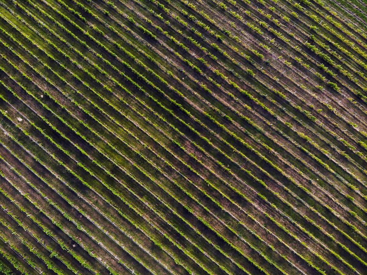 Machine learning applications in vineyard and cellar
