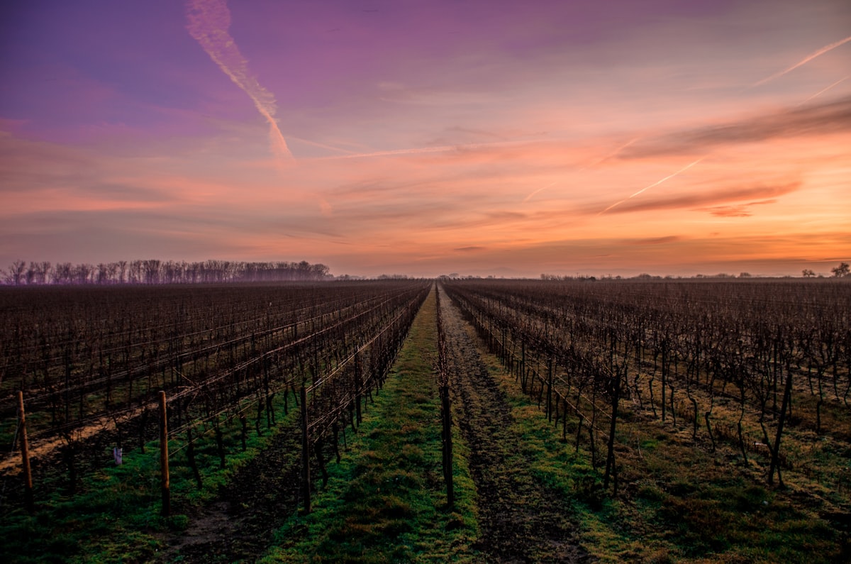 Your heritage is an asset on three fronts. Most winery teams only activate one.