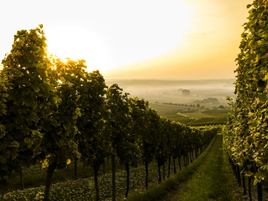 Autumn morning light over vineyard rows at harvest time