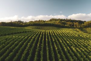 sustainable vineyard organic farming